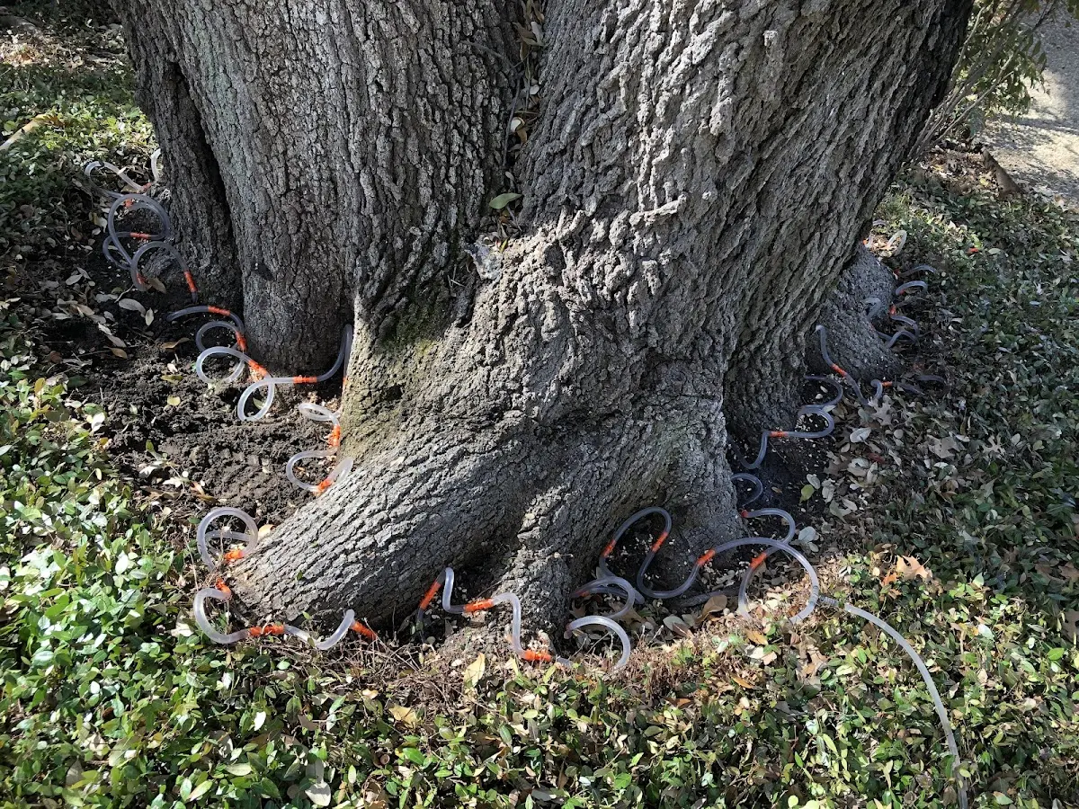 Detailed Tree Cabling and Bracing job site in Deferiet