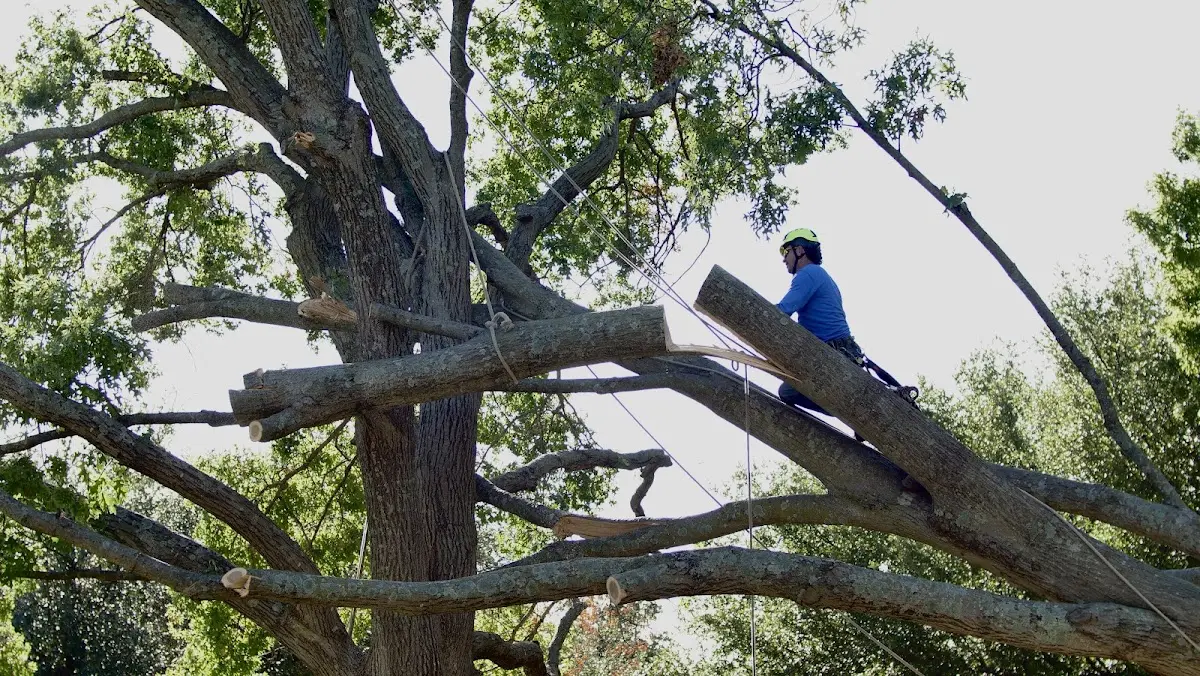 Professional Crown Thinning performed by certified arborists in Deferiet